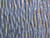 Ripples III